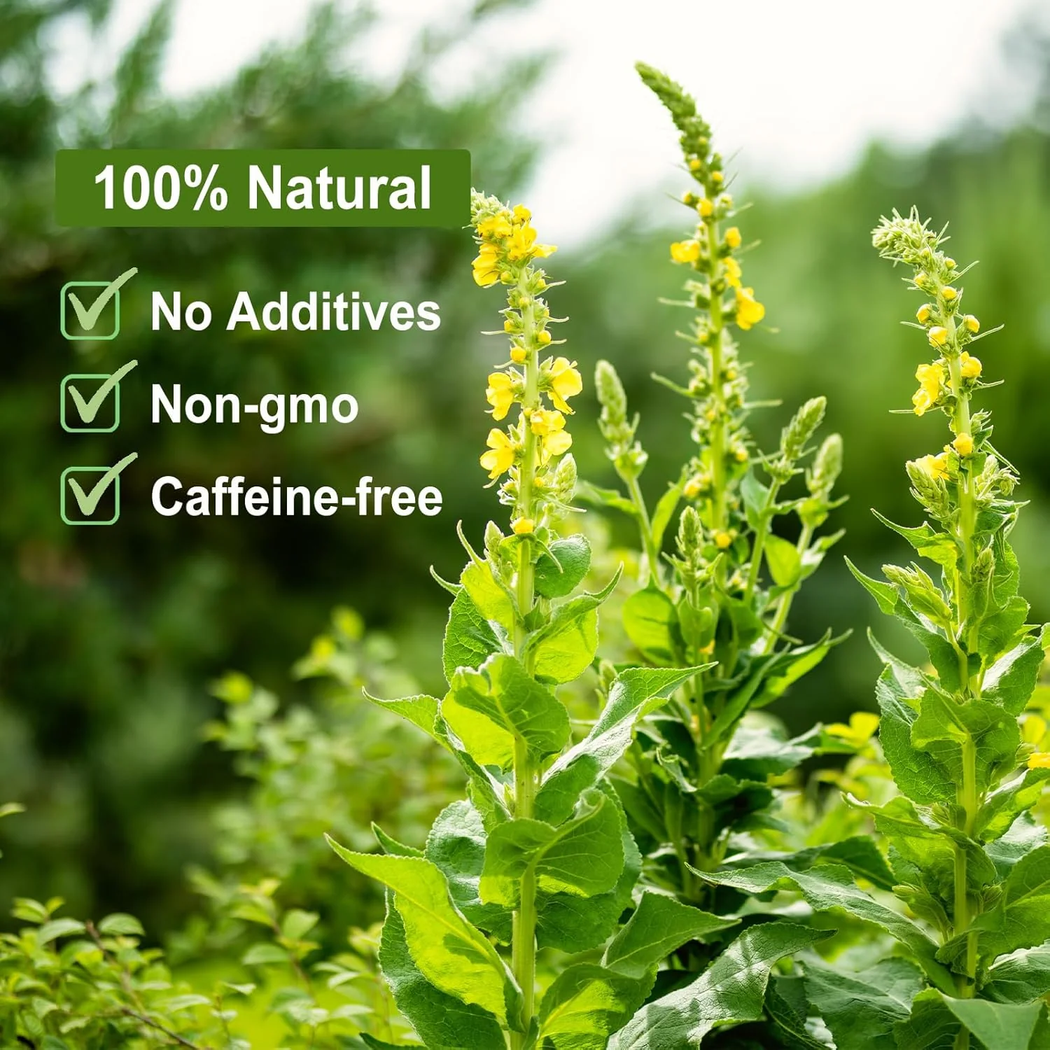Lung-Loving Herbal Tea - Image 3